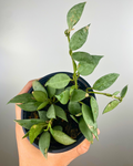 Hoya Krohniana Eskimo feuillage argenté, Hoya rare intérieur, Plante suspendue exotique, Hoya fleurs étoilées