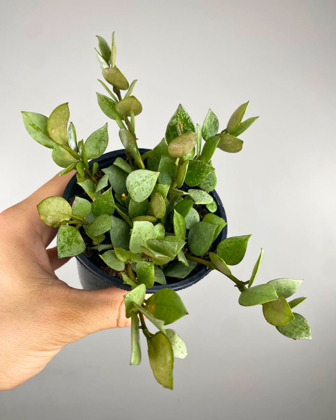 Feuilles argentées tachées d’argent du Hoya Krohniana Silver