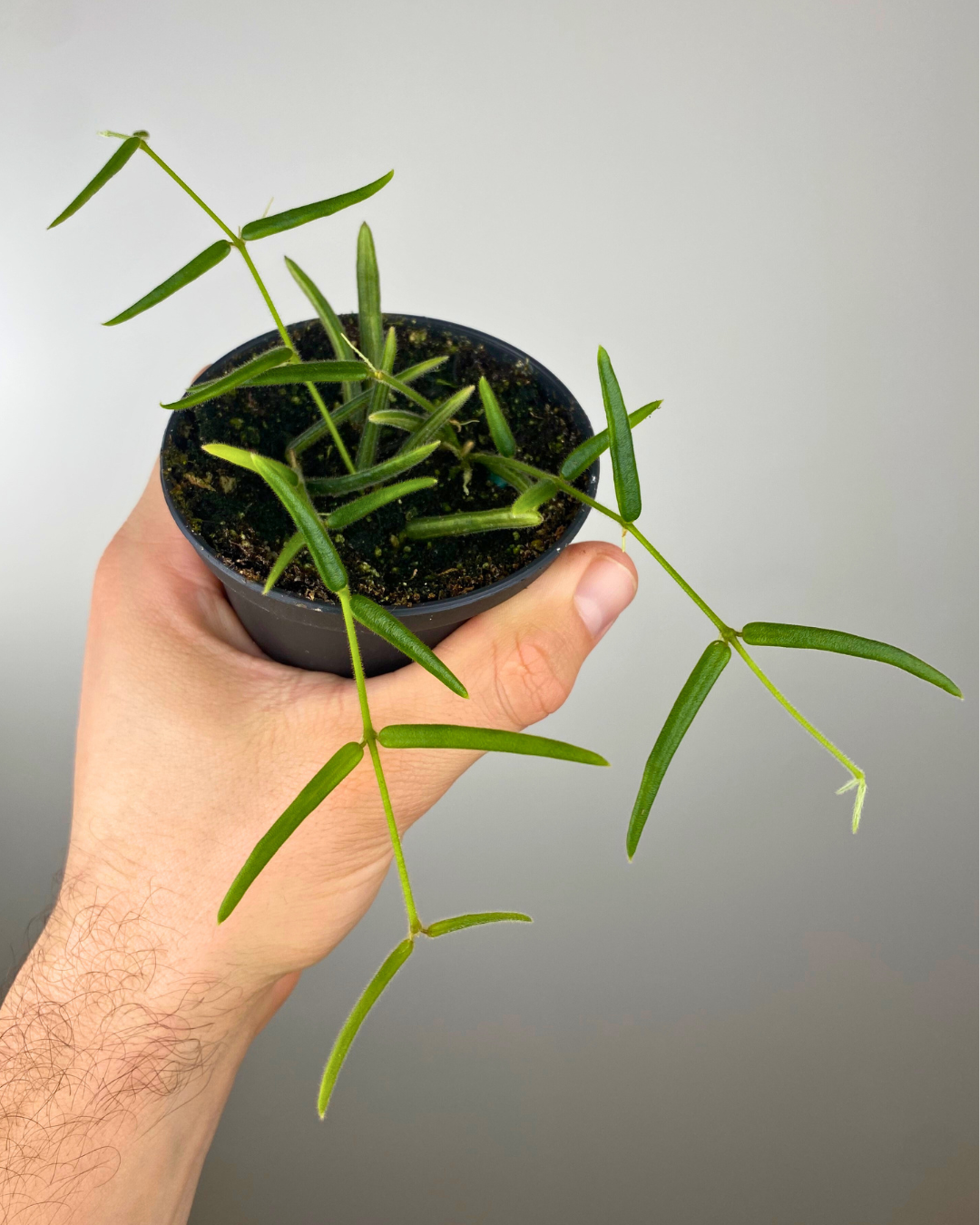 Hoya Linearis – Aurea Plants