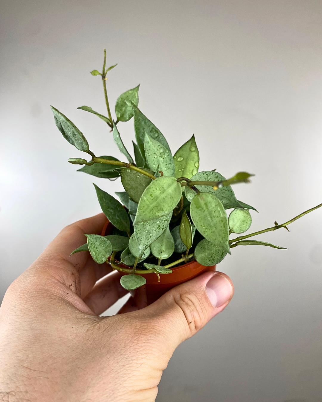 Feuilles arrondies vert menthe clair de Hoya ‘Mint’