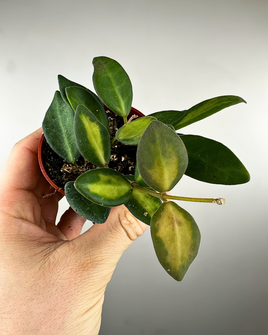 Feuilles vert lime légèrement veloutées du Hoya DS-70 Neon