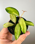 Hoya Walliniana Variegata feuillage panaché, Hoya rare intérieur, Hoya suspendu parfumé, Plante exotique panachée