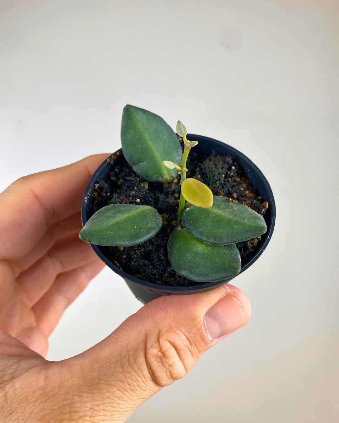 Hoya burtoniae rare begonia small