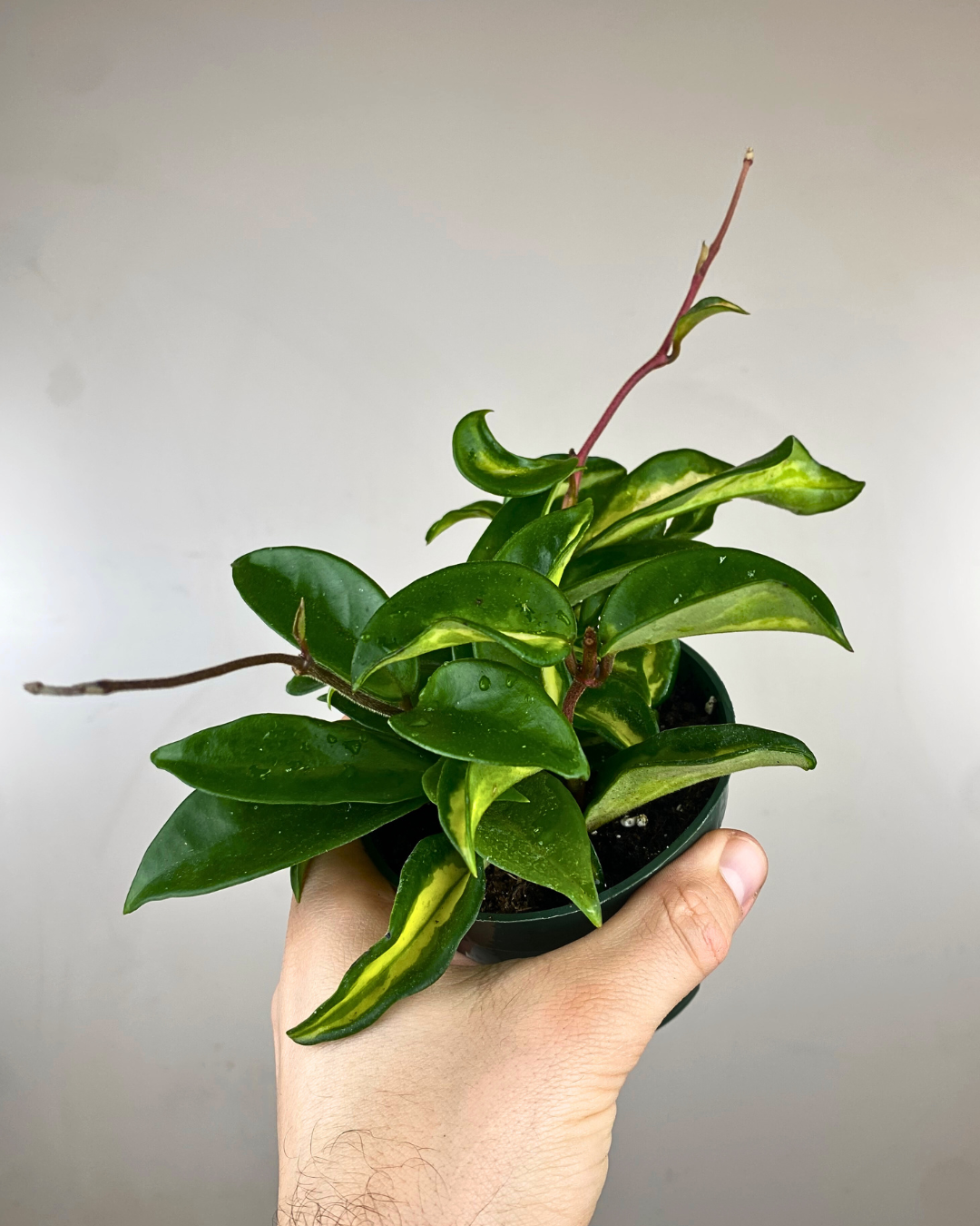 Feuilles crème, vertes et rosées du Hoya carnosa Tricolor