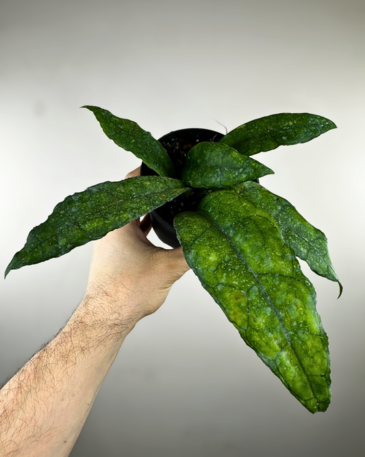 Feuilles nervurées vert foncé du Hoya finlaysonii