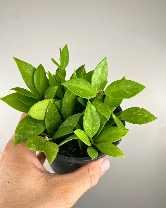 Feuilles fines cireuses légèrement aplaties de Hoya gracilis

