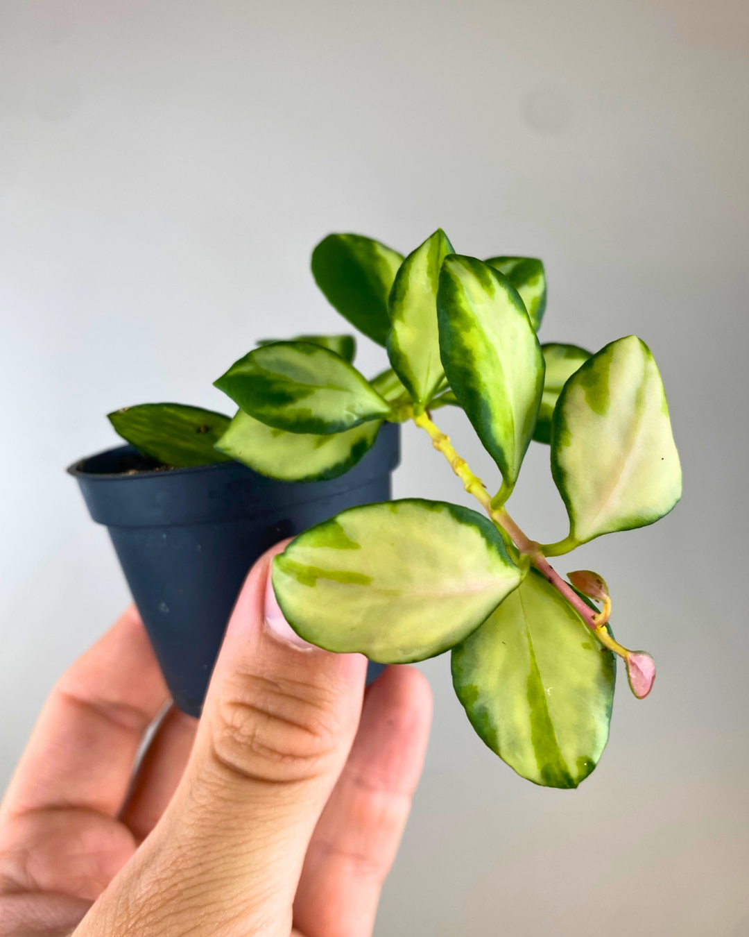 Hoya heuschkeliana Inner Variegata easy to care rare begonia