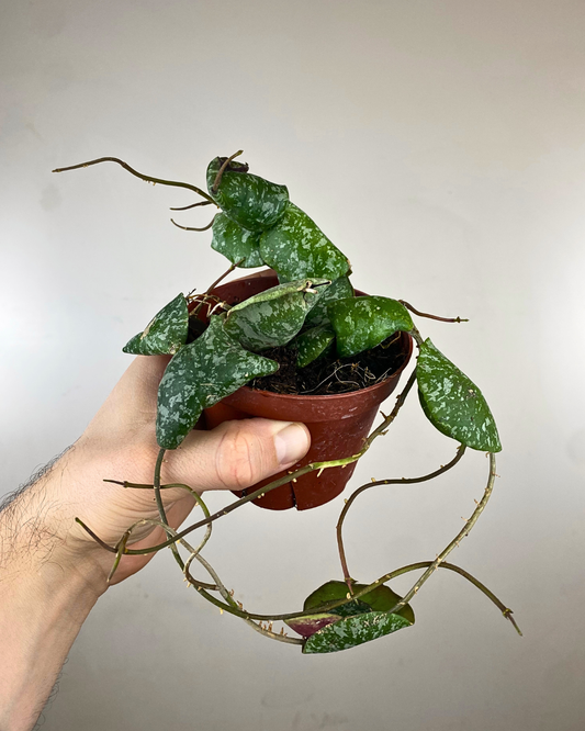 Grande feuille ronde plaquée contre support de Hoya imbricata