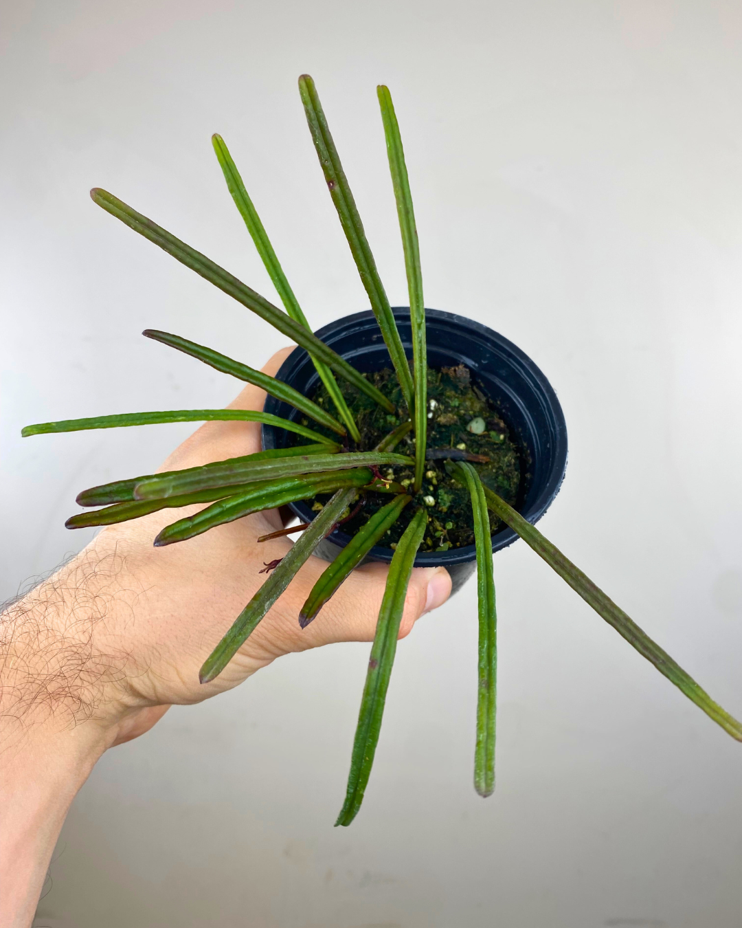 Feuilles longues et fines vert foncé de Hoya insularis