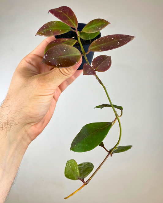 Hoya walliniana UT152 easy to care rare hoya canada