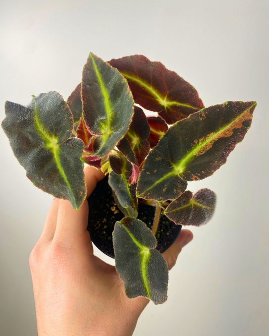 Begonia Listada Variegata