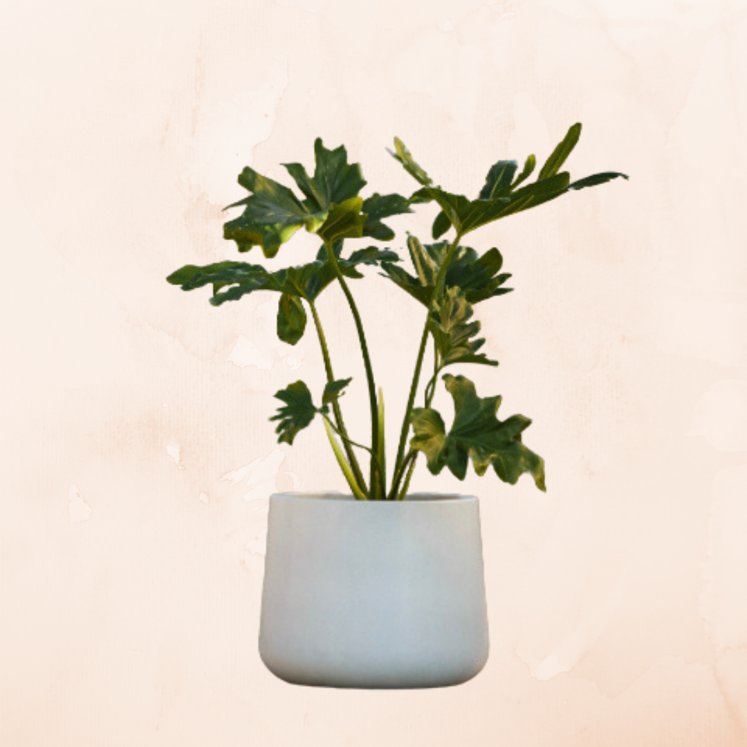 Plant pot