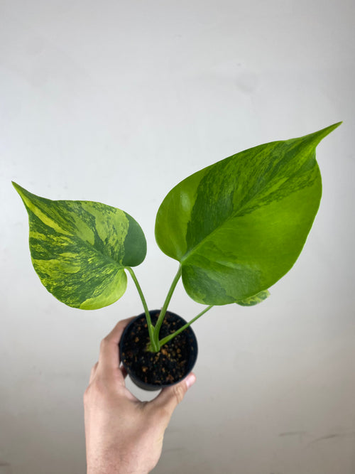 Monstera Deliciosa Green on Green – Aurea Plants