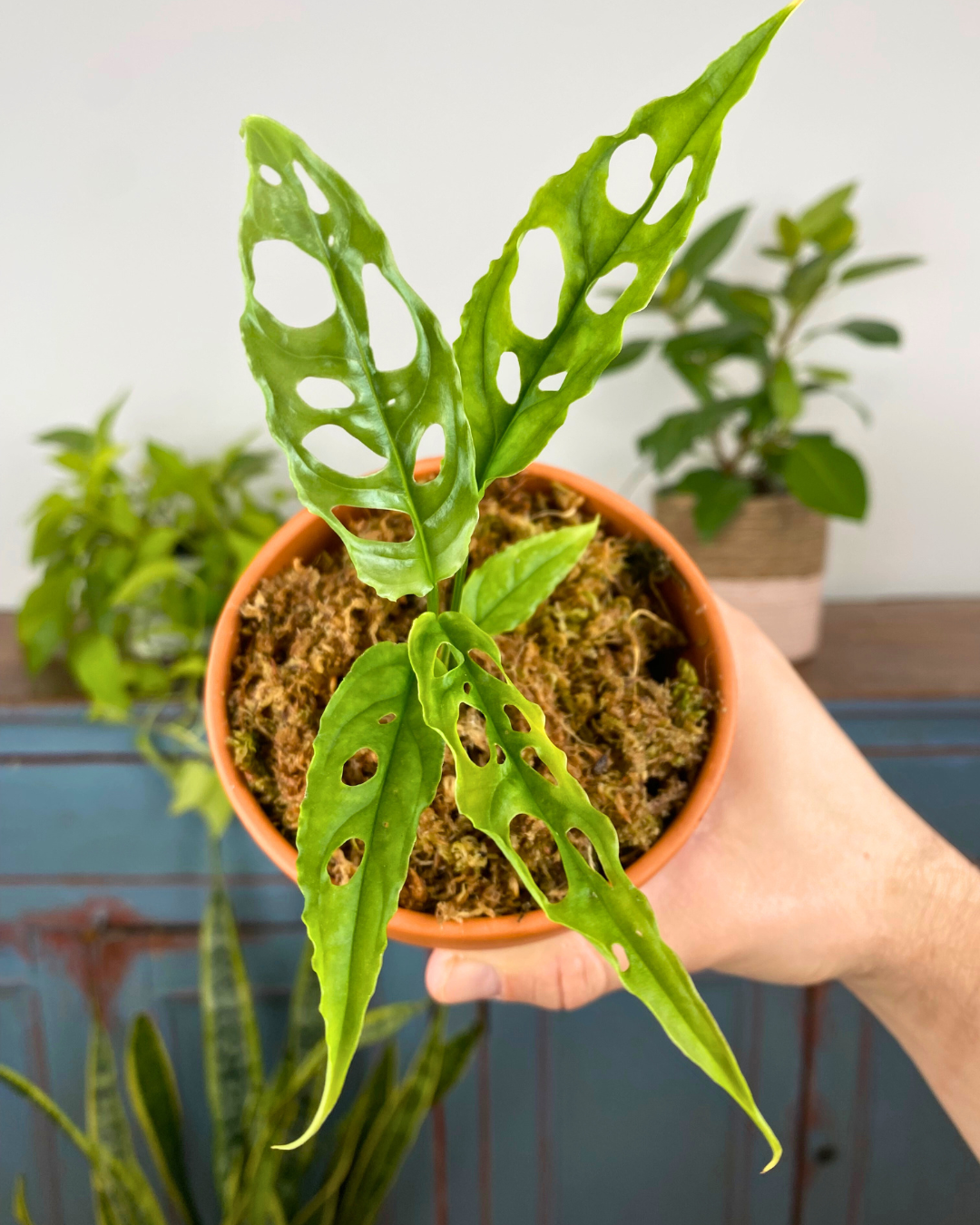 Monstera Obliqua Peru – Aurea Plants