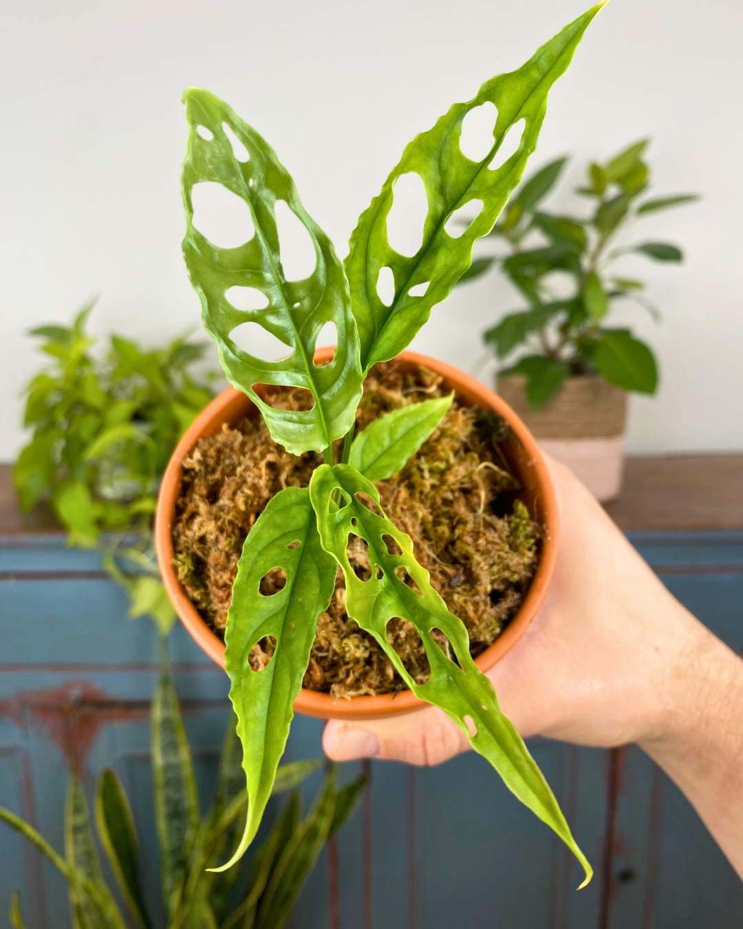 Monstera Obliqua Peru