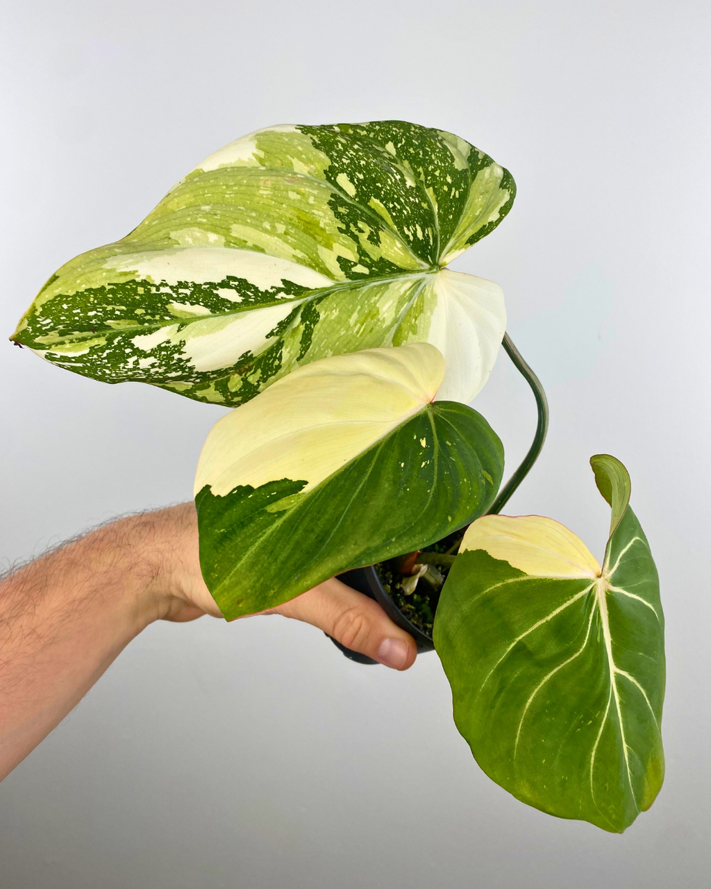 Philodendron Gloriosum Variegata