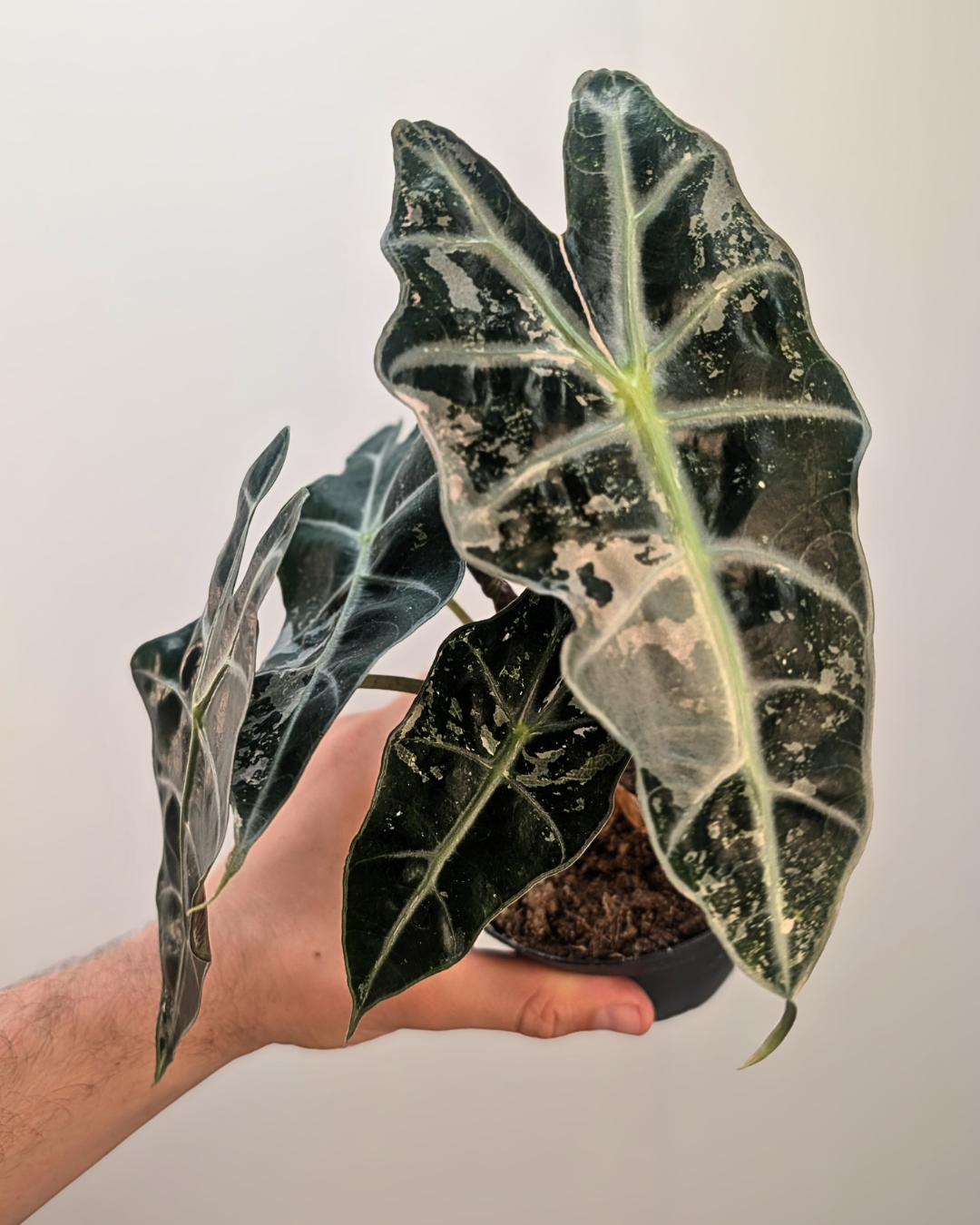 Alocasia Amazonica 'Polly' Pink Variegata