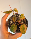 Philodendron micans 'Mint'