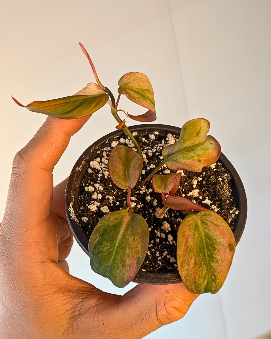 Philodendron micans 'Mint'