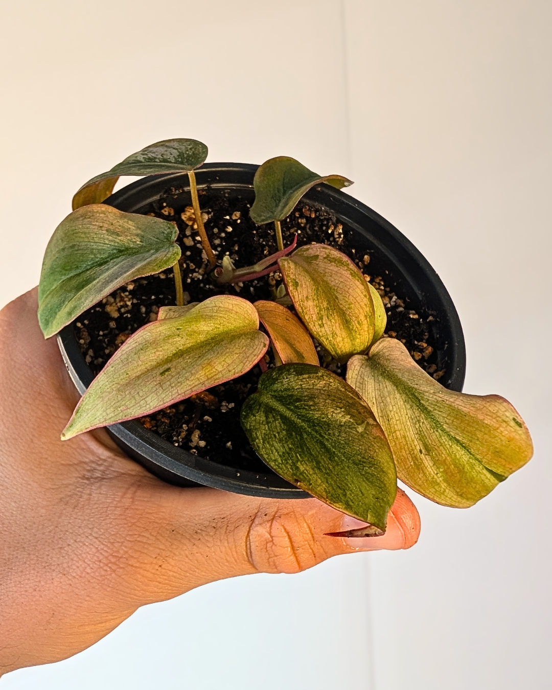 Philodendron micans 'Mint'