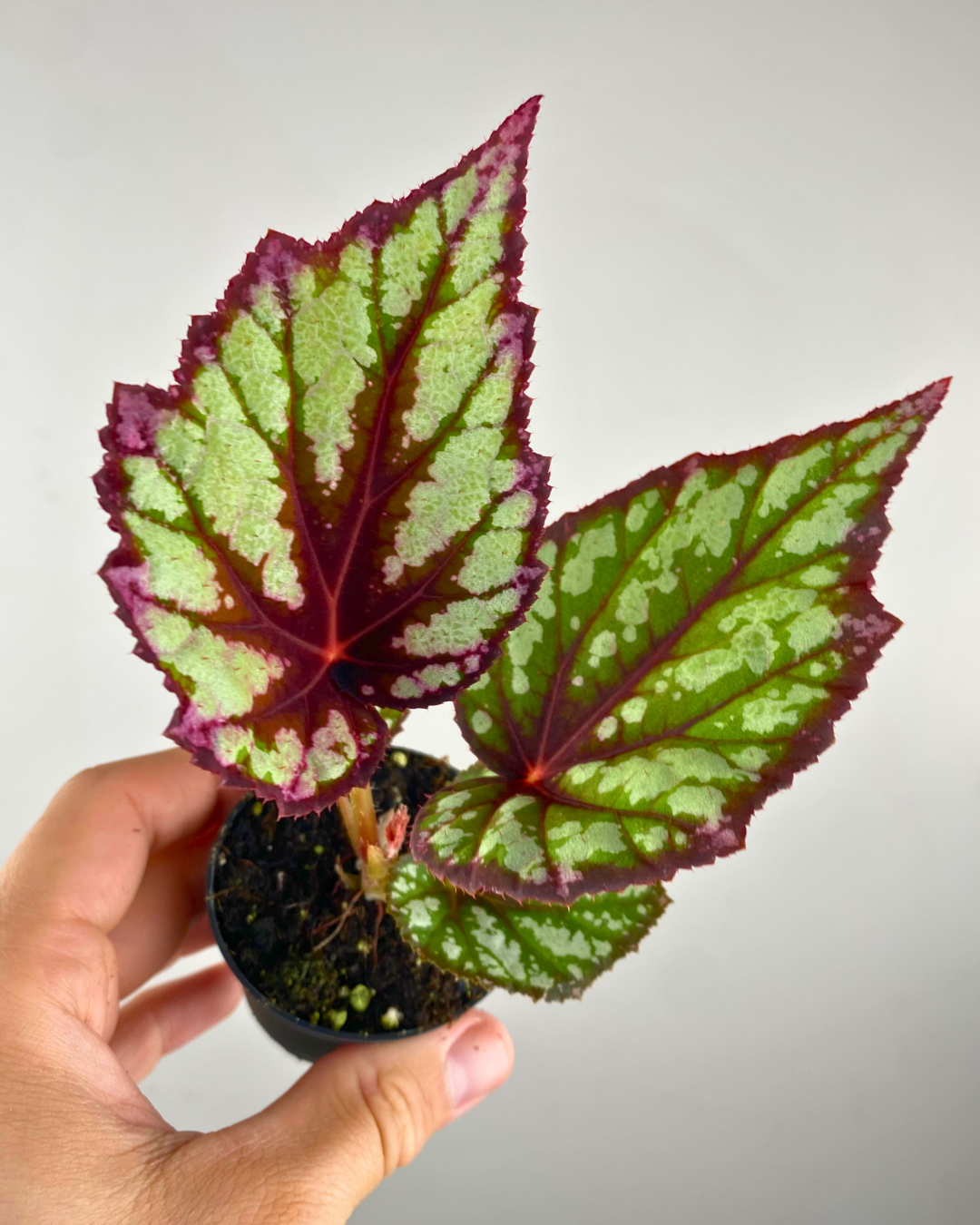 Begonia Rex Fireworks