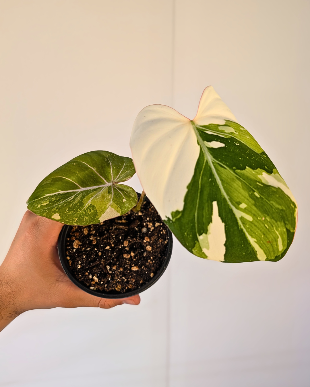 Philodendron Gloriosum Variegata