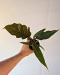 Philodendron Caramel/Pluto