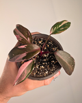 Philodendron Pink Princess 'Marble King'