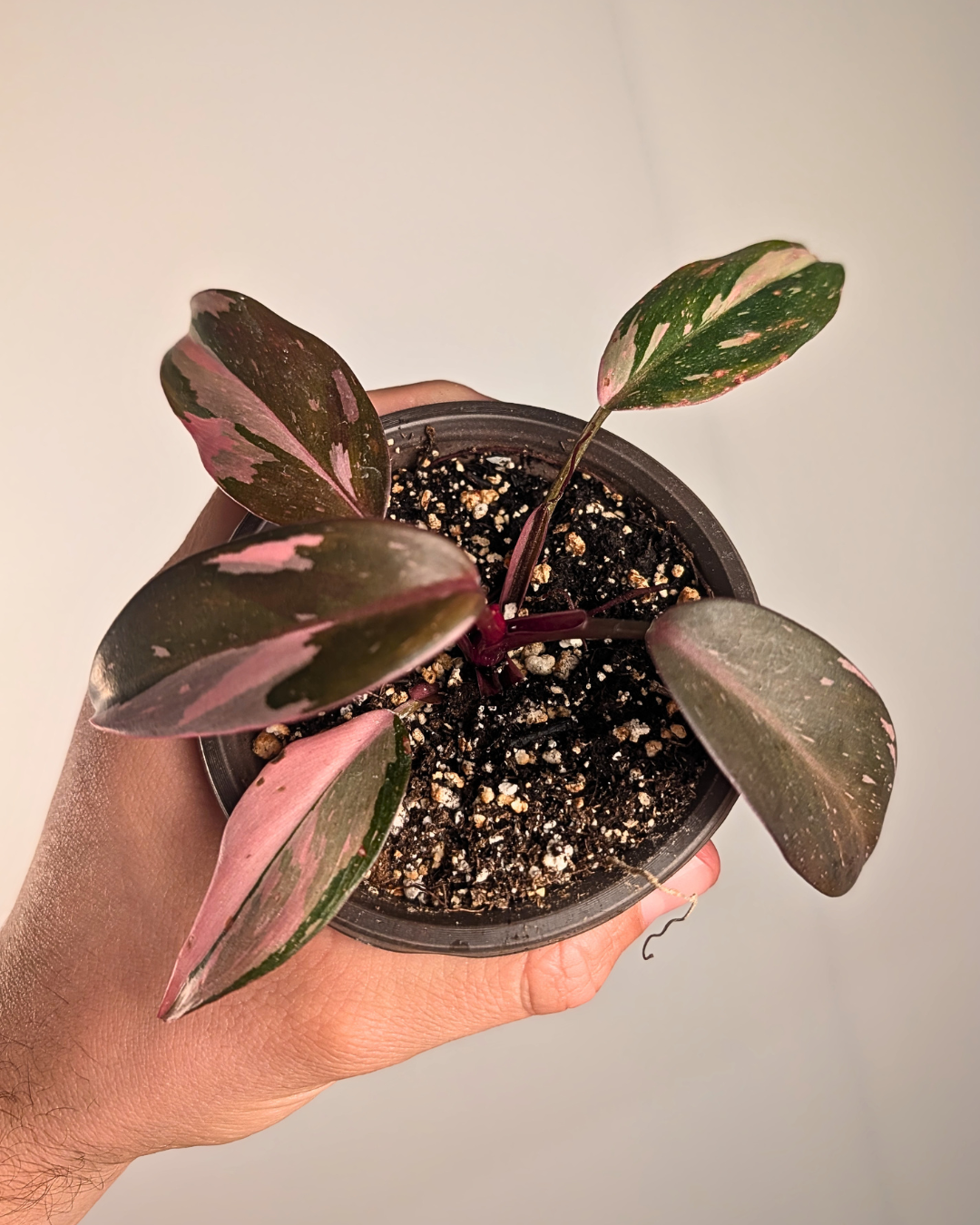 Philodendron Pink Princess 'Marble King'