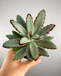 Feuilles gris-vert veloutées bordées de brun du Kalanchoe Panda Plant