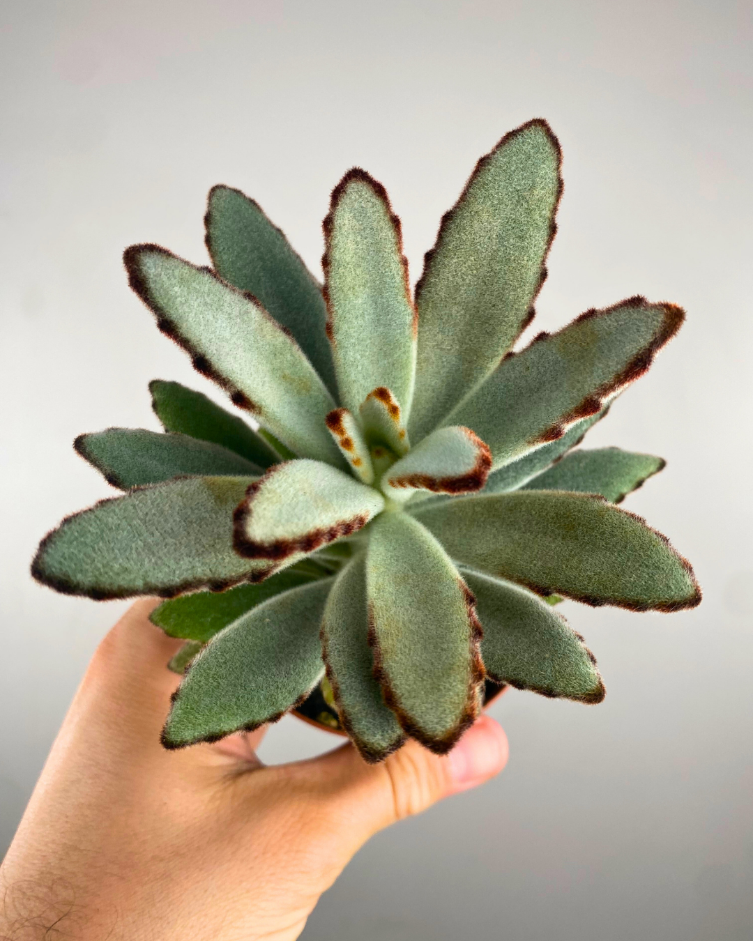 Feuilles gris-vert veloutées bordées de brun du Kalanchoe Panda Plant