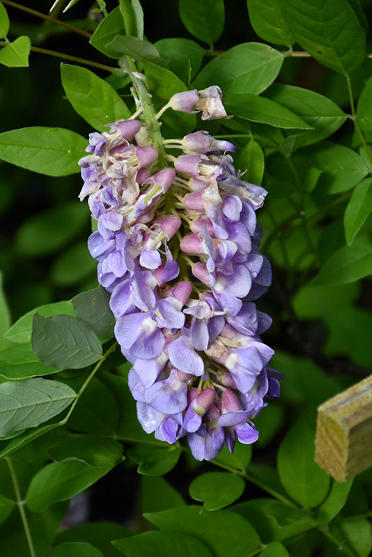 Wisteria frutenscens ‘Amethyst Falls’