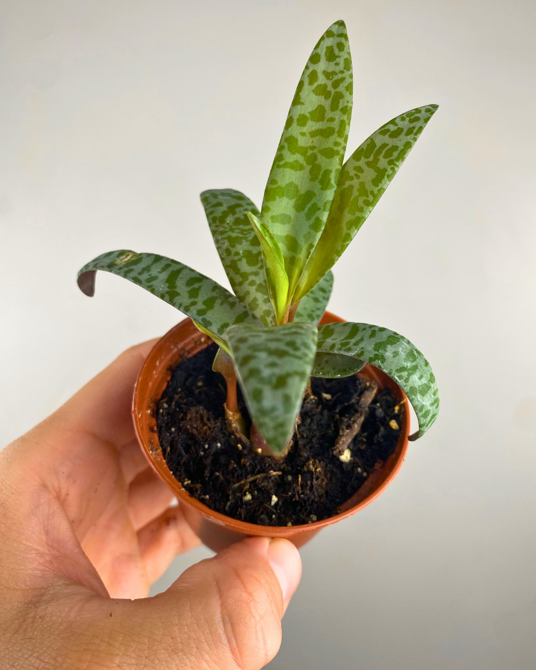 Feuilles argentées tachetées de vert de Ledebouria socialis