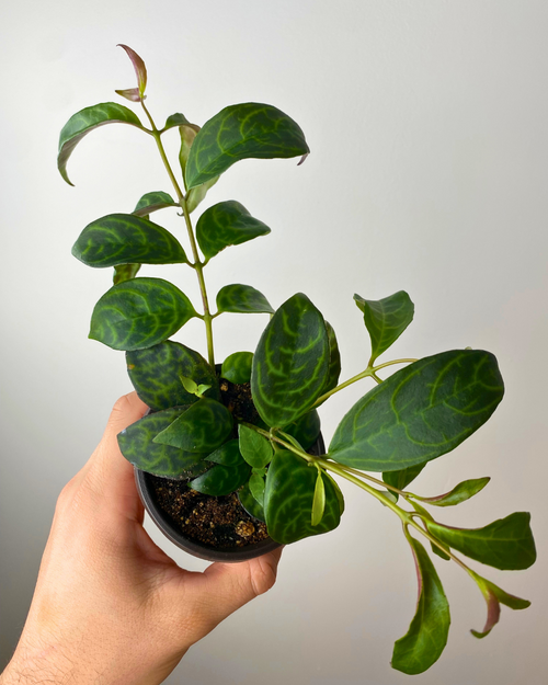 philodendron ernestii Philodendron Ernestii – Aurea Plants