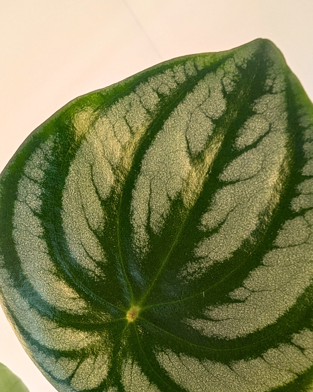Peperomia Watermelon