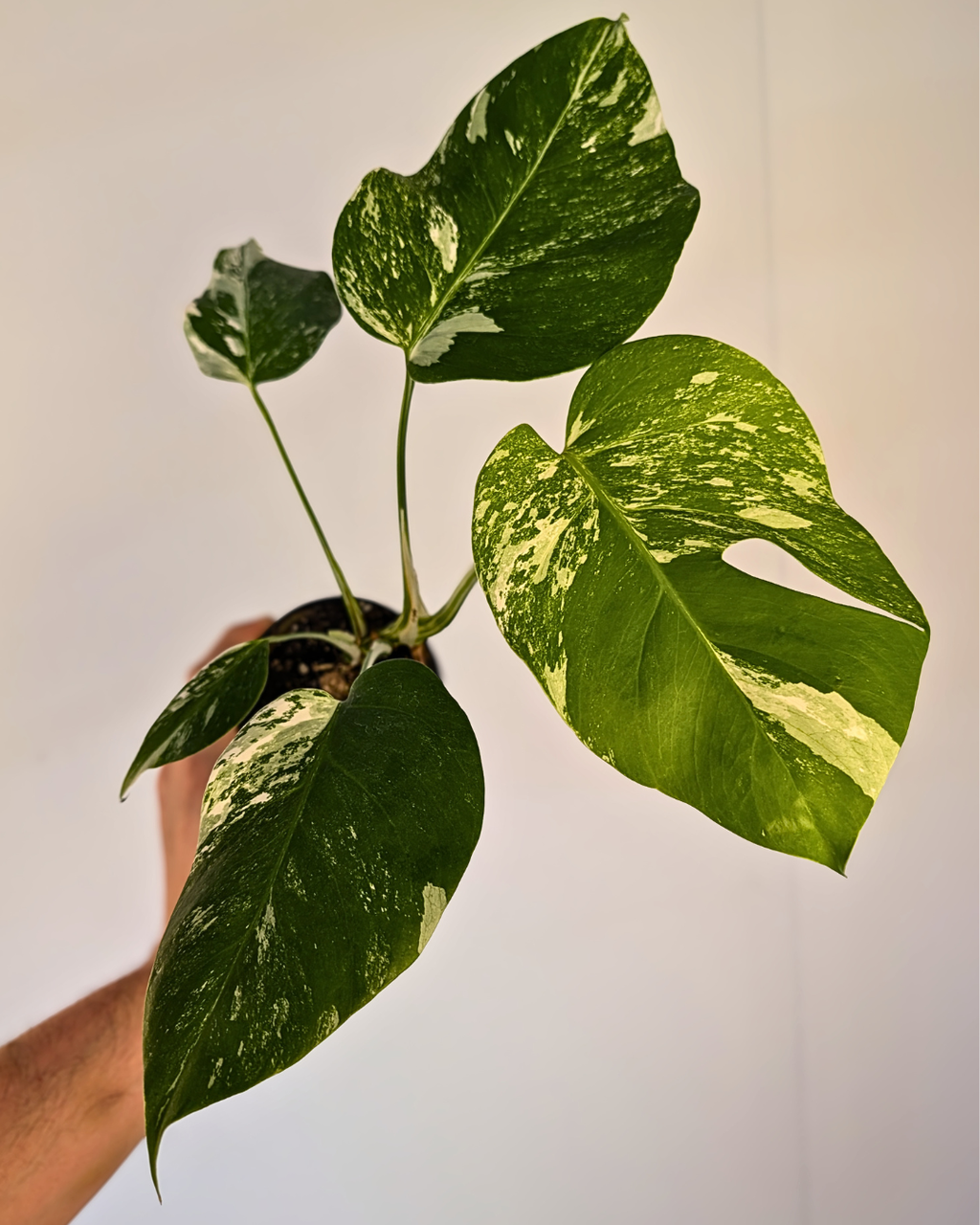 Monstera Borsigiana Albo
