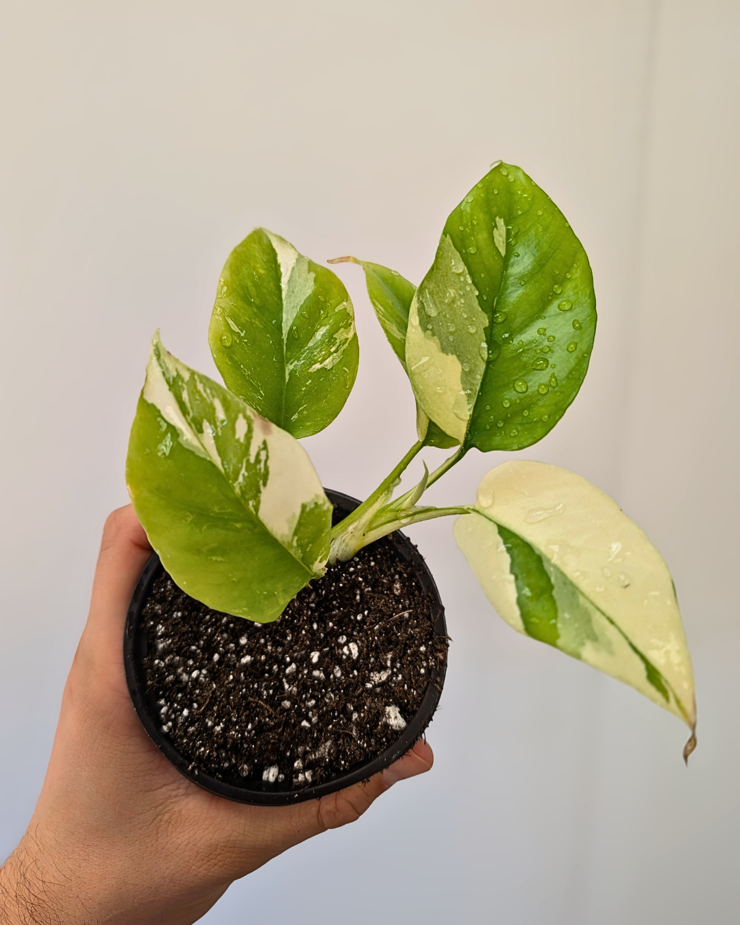 Rhaphidophora Tetrasperma Variegata