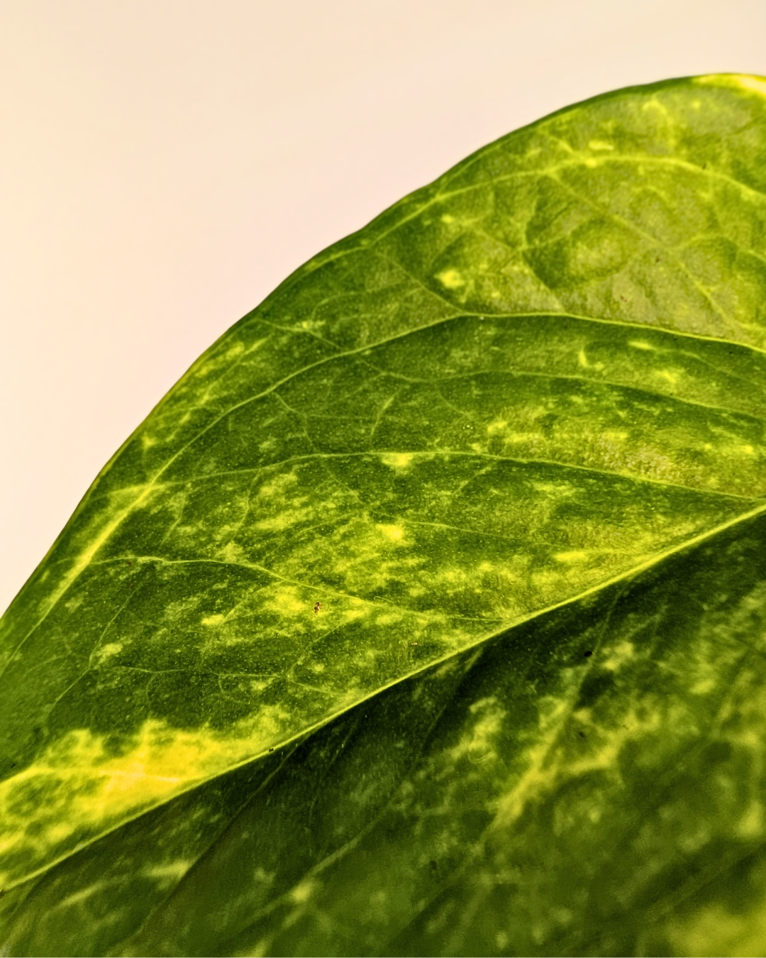 Golden Pothos