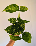 Golden Pothos