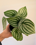 Peperomia Watermelon