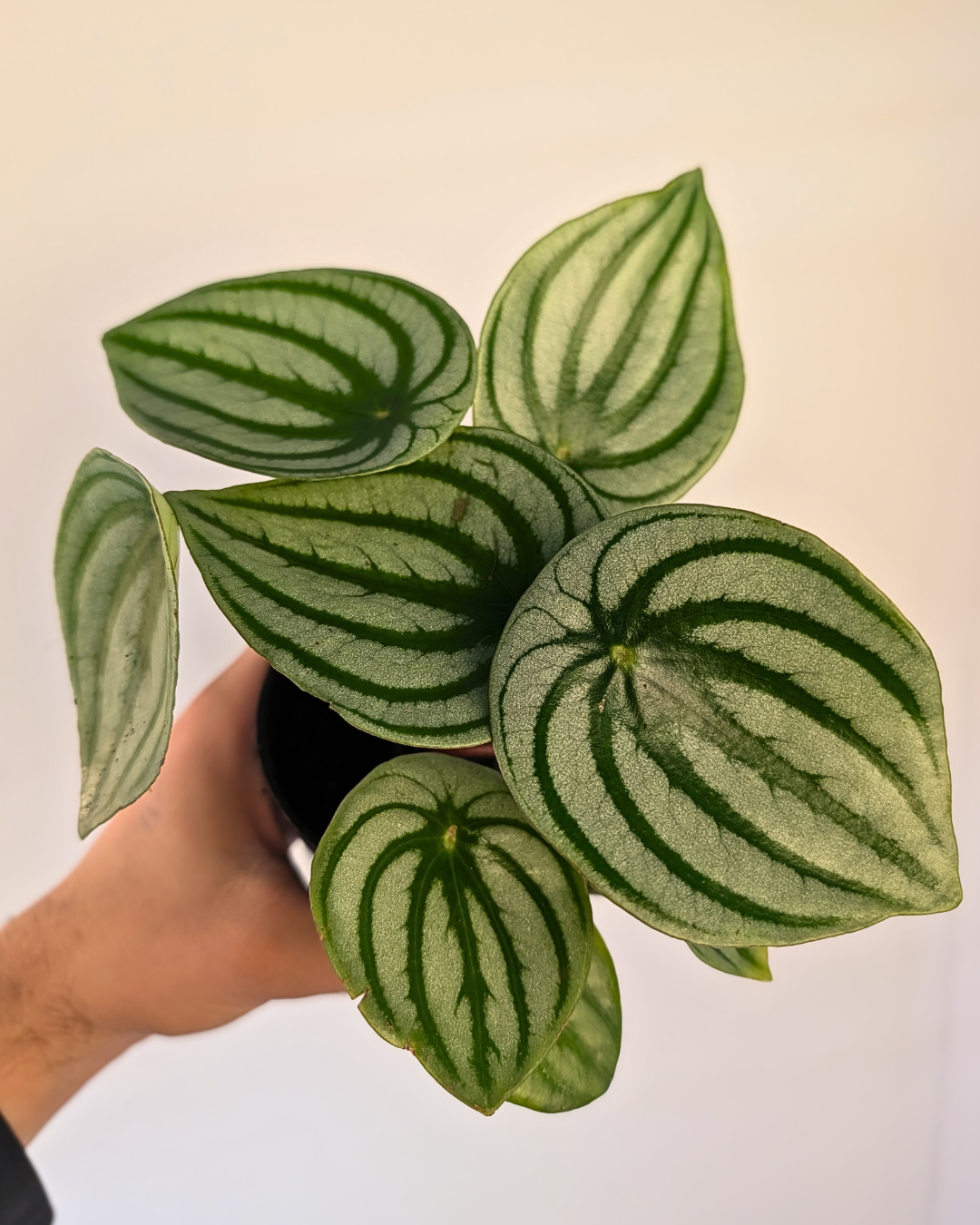 Peperomia Watermelon