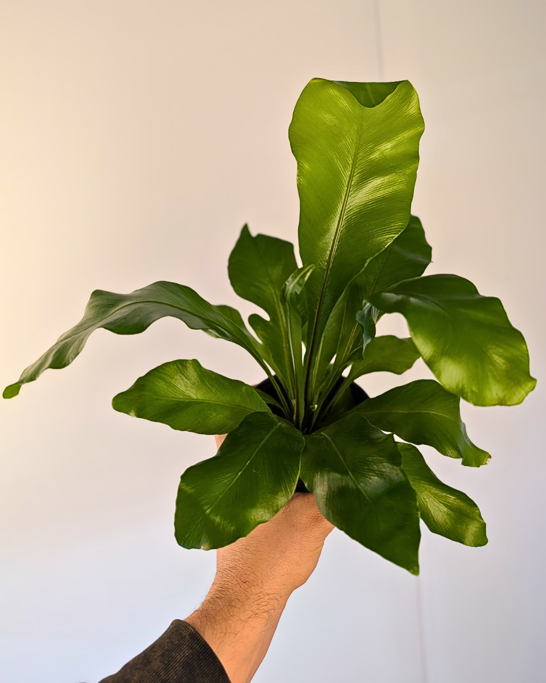 Fern 'Curly Wave' - Asplenium nidus