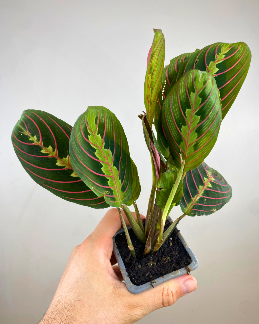 Feuilles vert foncé à nervures rouges du Maranta Erythroneura