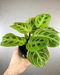Feuilles vert foncé aux nervures dorées de la Maranta Gold Lines