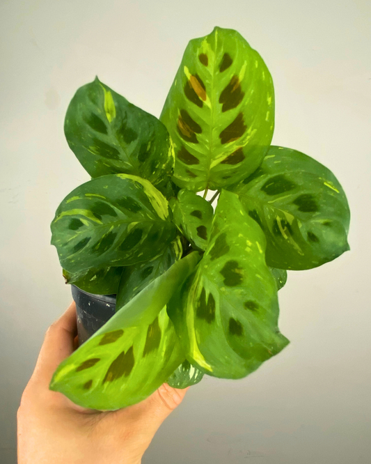 Feuilles variegata avec taches sombres style “rabbit tracks” de Maranta Kerchoveana variegata