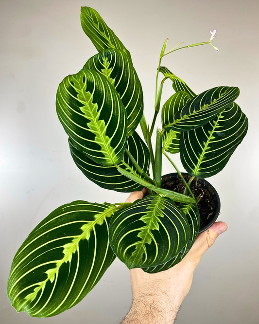 Feuilles vert lime et nervures jaunes de la Maranta Lemon Lime