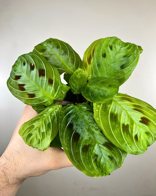 Feuilles vert foncé de la Maranta Noir