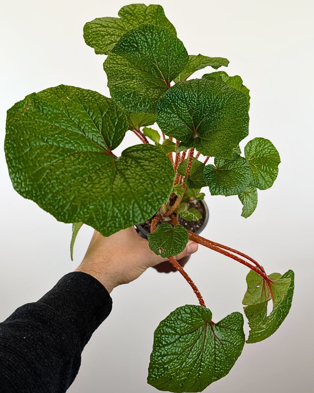 Bégonia 'Boomer' - Bégonia Rhizomateux