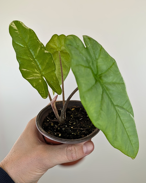 Alocasia 'Corazon'