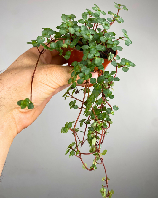 Feuillage fin en cascade de Muehlenbeckia complexa, petites feuilles rondes